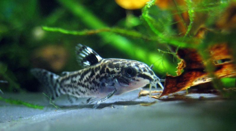 dwarf corydoras