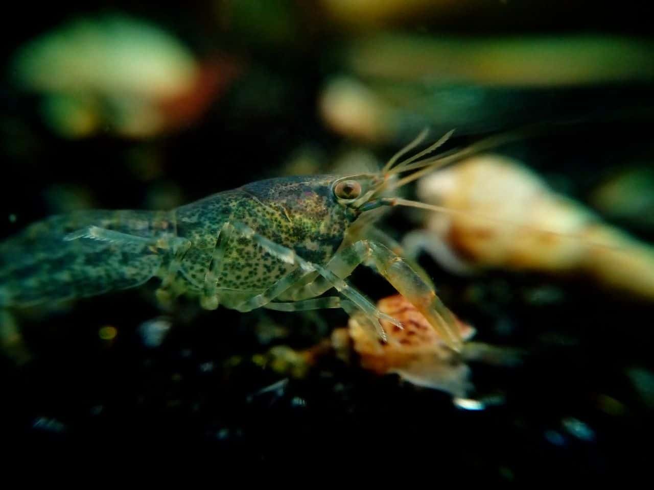 dwarf crayfish