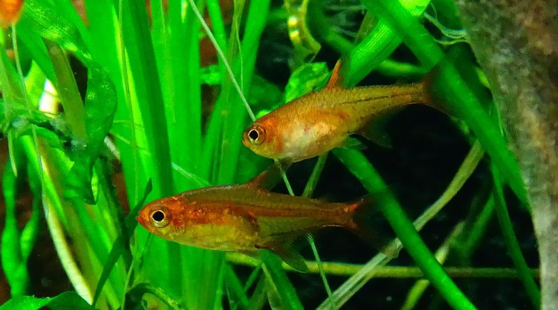 ember tetra