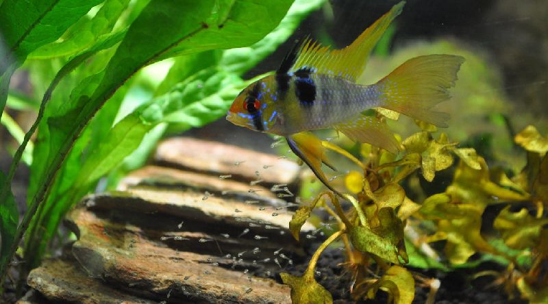 german blue ram