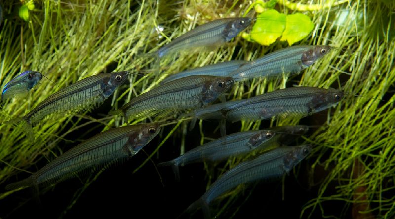 glass catfish