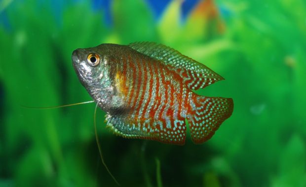 gourami tank mates