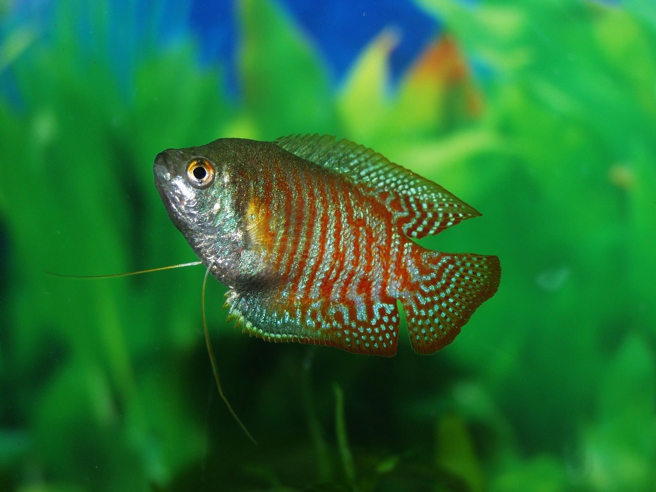 gourami fish male female difference