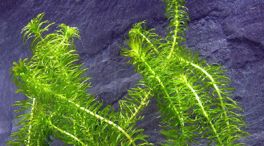 hornwort pond plant