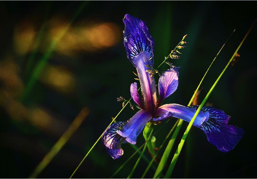 Iris versicolor