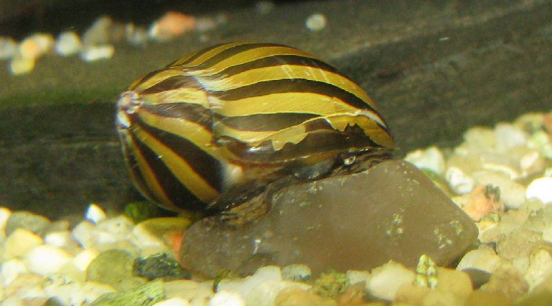 nerite snail