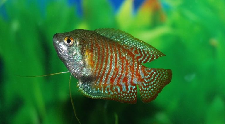 27 Peaceful Community Fish for Your Freshwater Aquarium (GUIDE) - Othergourami 01 Compressor 768x426