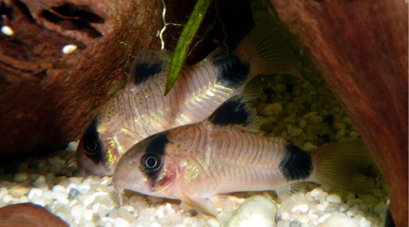 panda cory