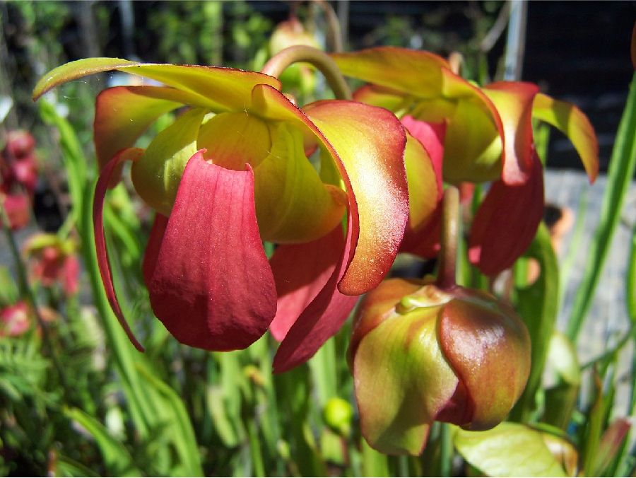 pitcher plant