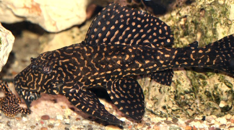 plecostomus