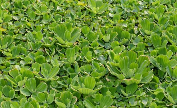 Pond Plants: 13 Popular Types & How to Keep Them (Complete Guide)
