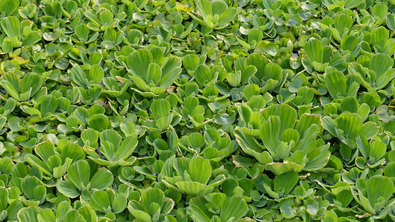 pond plants