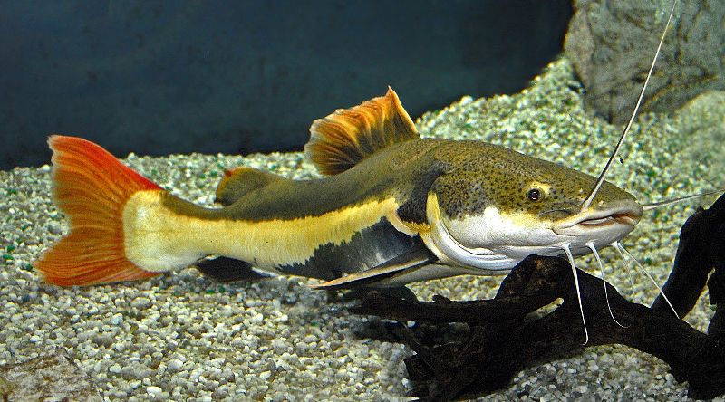 red tailed catfish