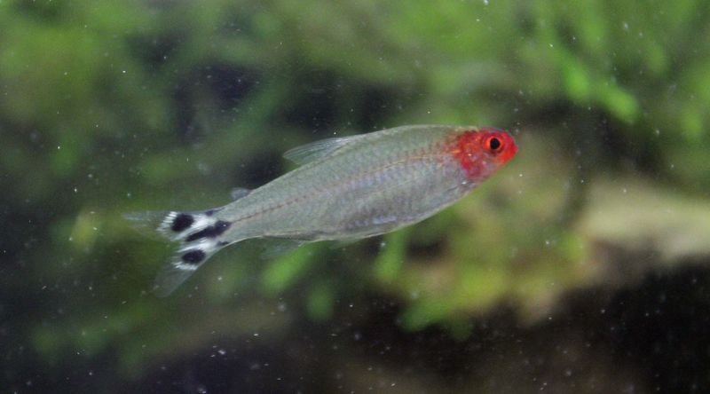 Rummynose Tetra