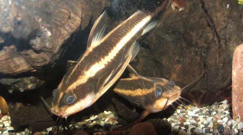 striped raphael catfish