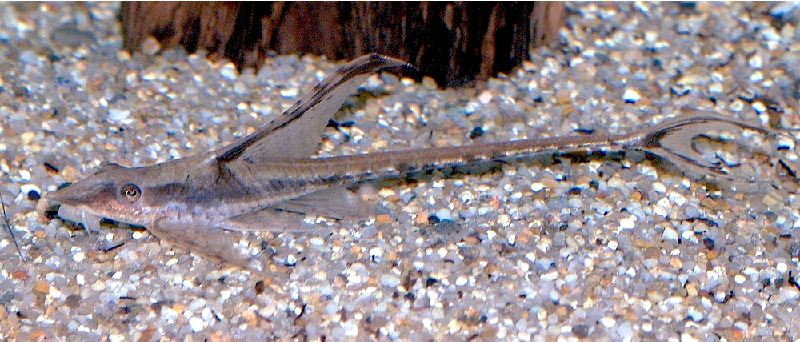 twig catfish