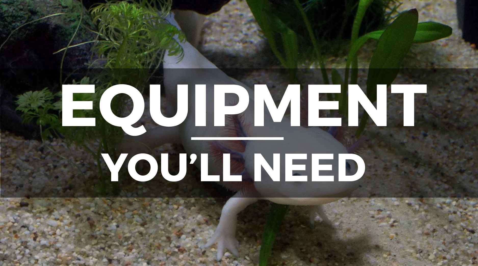 AXOLOTL EQUIPMENT