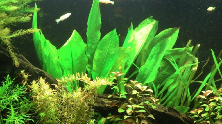 View of 10 Easy Plants for Goldfish Tanks - The Complete Guide to Goldfish Plants