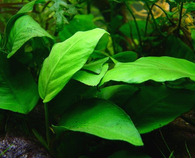 anubias nana goldfish