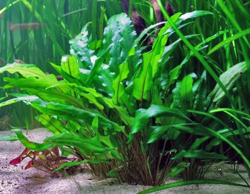 Cryptocoryne wendtii goldfish