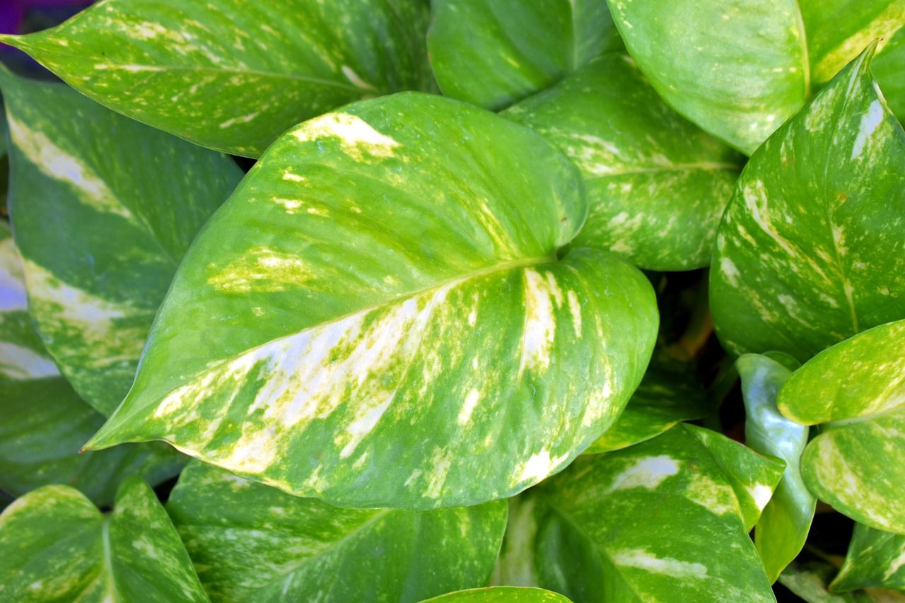 Epipremnum aureum goldfish