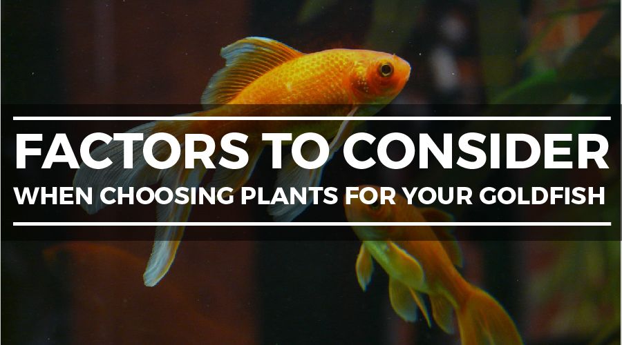 goldfish plants