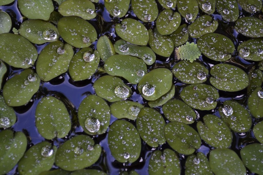 Picture of 10 Easy Plants for Goldfish Tanks - The Complete Guide to Goldfish Plants