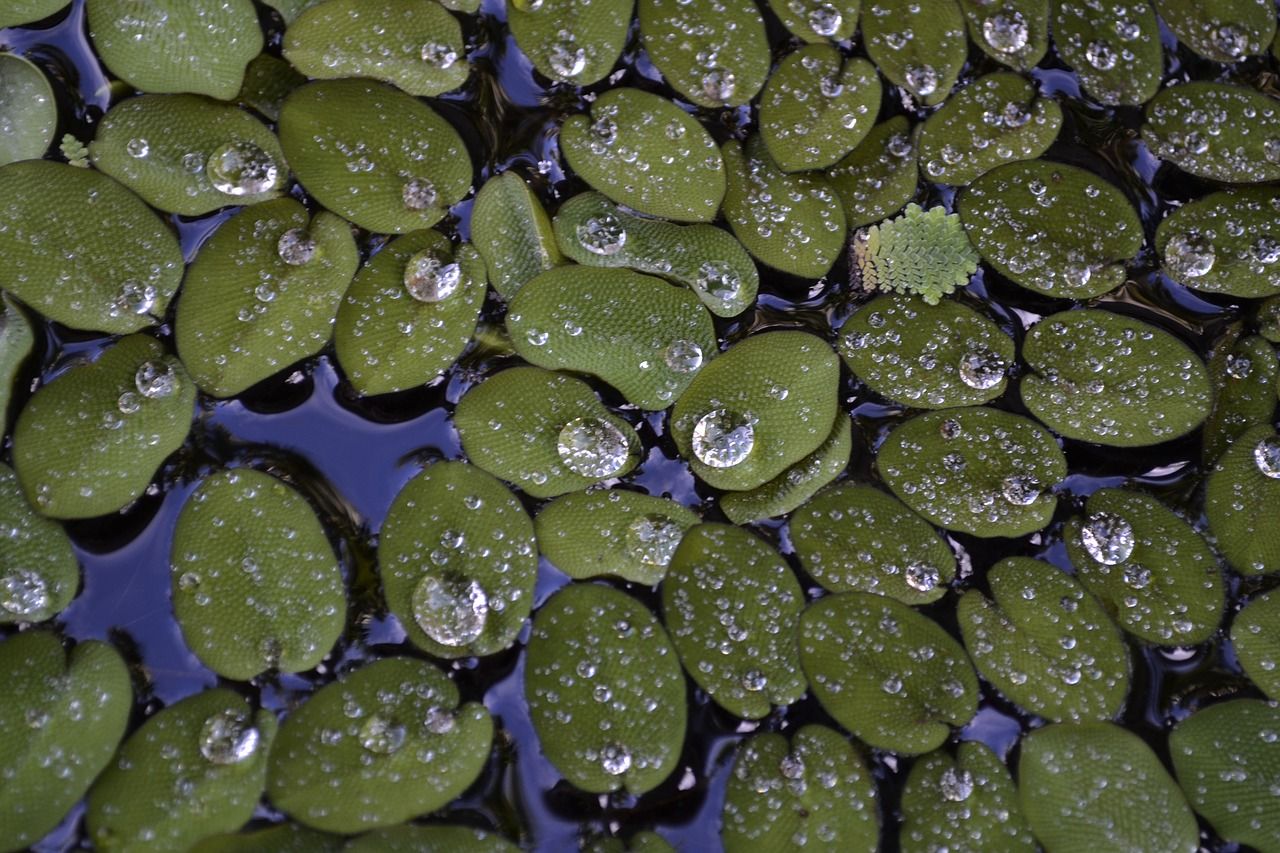 duckweed goldfish