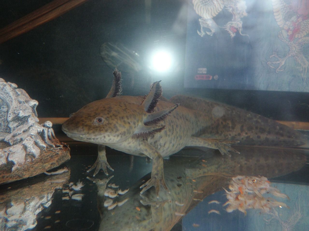 axolotl diet