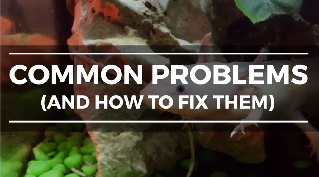How to Set up an Axolotl Tank StepbyStep Setup and Care Guide