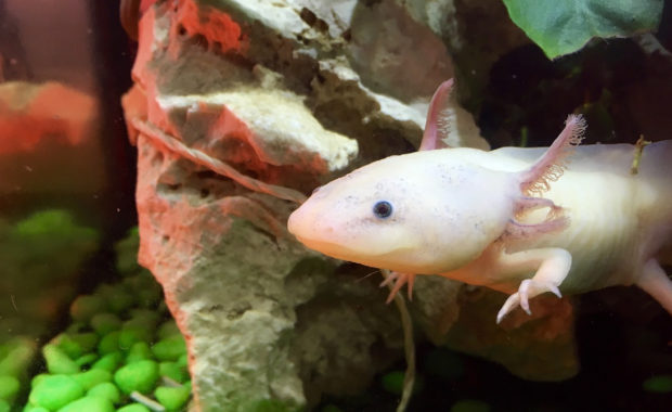 How to Set up an Axolotl Tank: Step-by-Step Setup and Care Guide