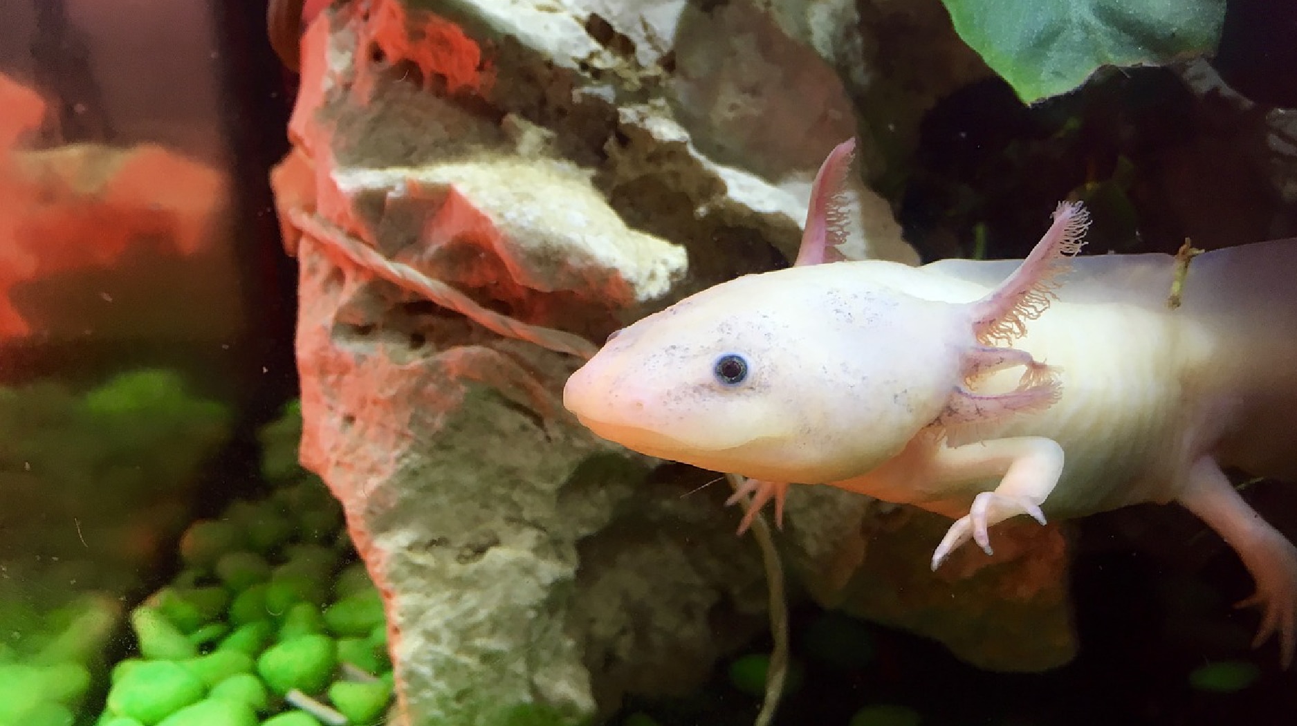 axolotl and fish together