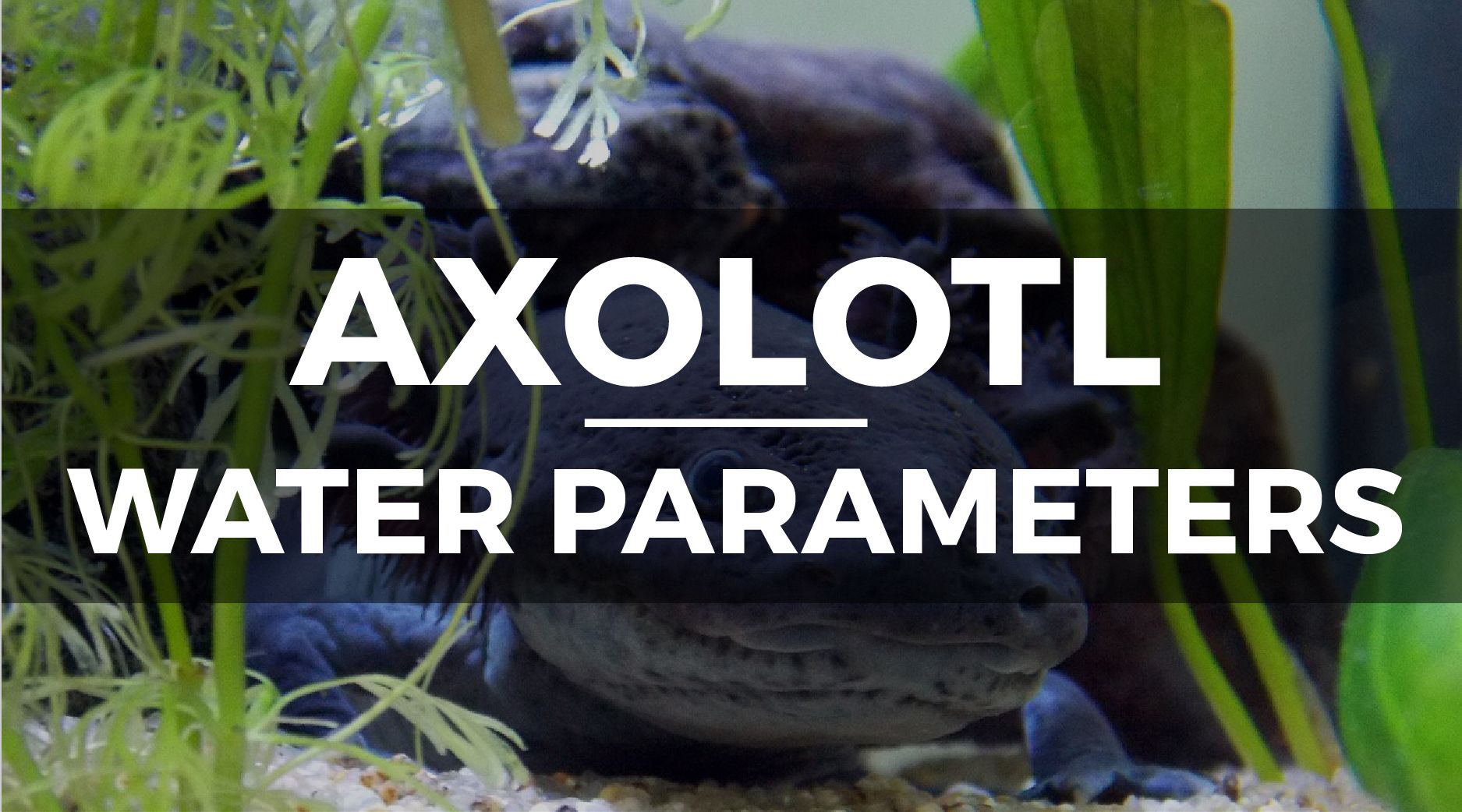 axolotl tank water parameters