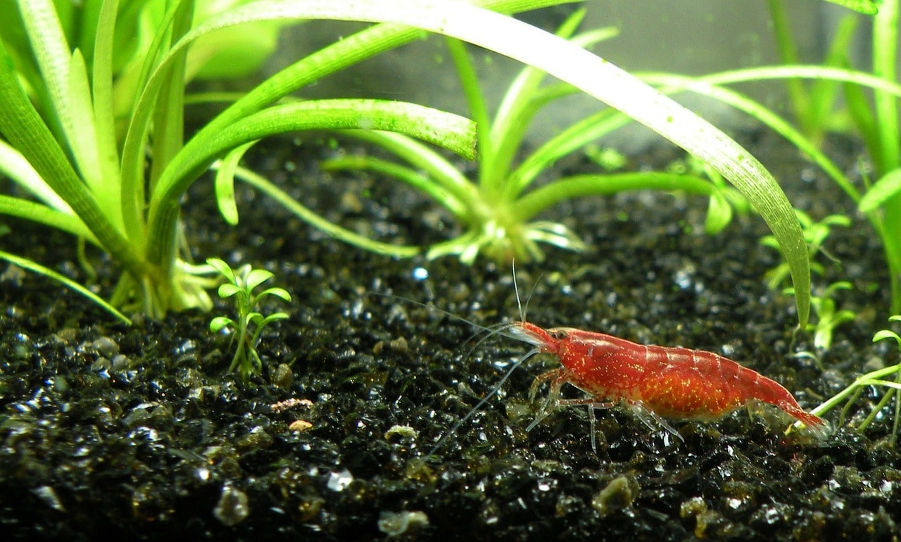 freshwater shrimp