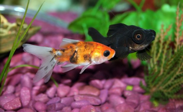 10 Easy Plants for Goldfish Tanks – The Complete Guide to Goldfish Plants