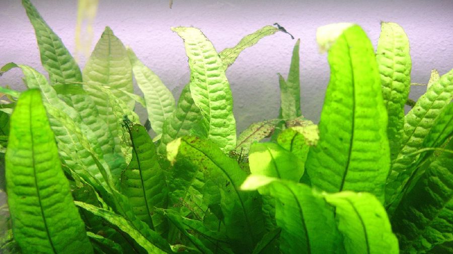 java fern goldfish