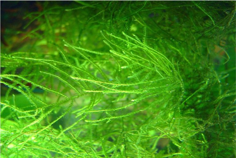 10 Easy Plants for Goldfish Tanks The Complete Guide to Goldfish Plants