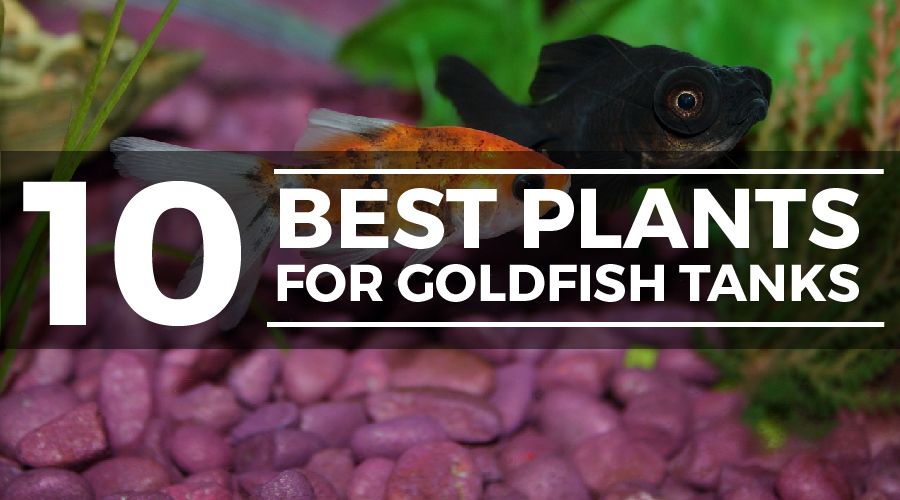 plants for goldfish