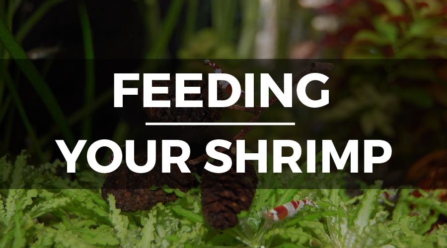 freshwater shrimp diet