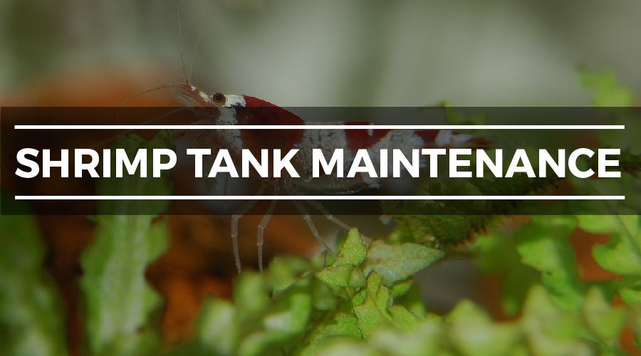 shrimp tank maintenance