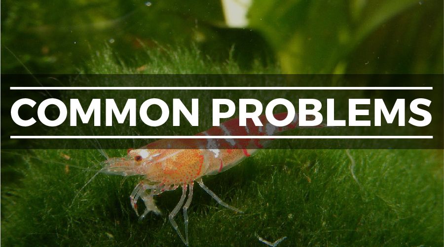 shrimp tank problems