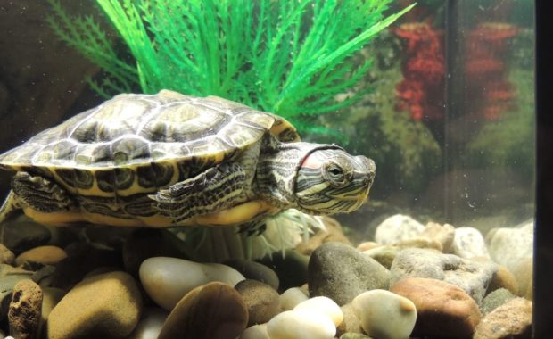 Turtle Lighting: How to Set up the Perfect Light System for Your Turtle Tank