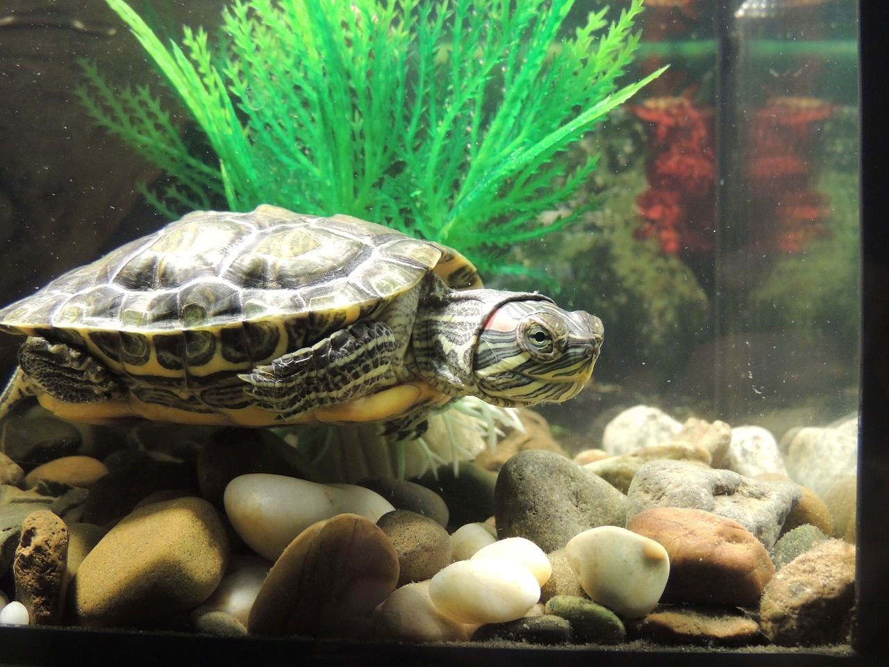 turtle pet aquarium