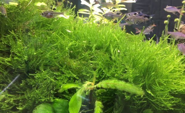 Java Moss (Vesicularia Dubyana): The Ultimate Care & Info Guide