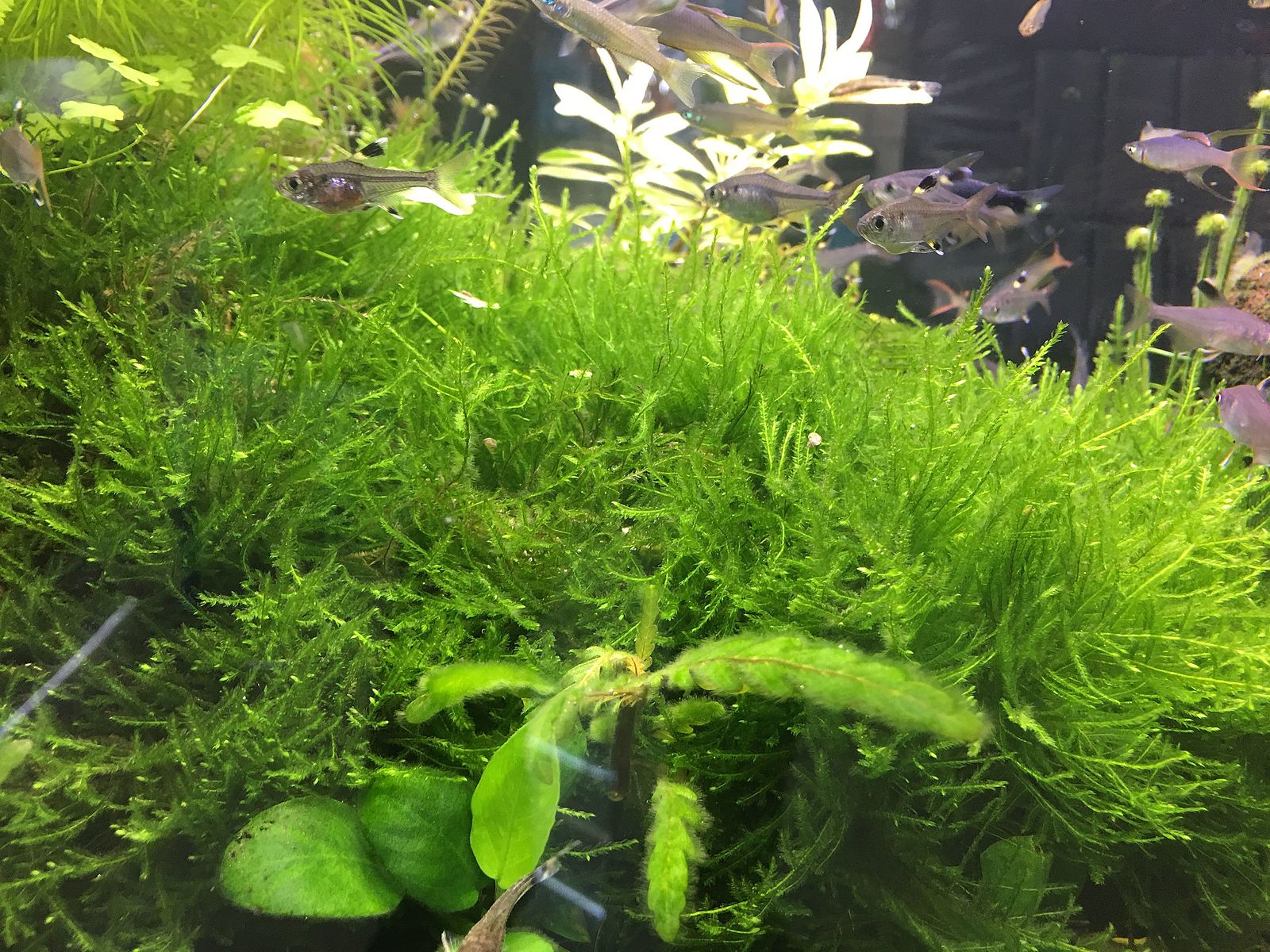 thumbnail image 2 of Java Moss (Vesicularia Dubyana) – Easy Live Aquarium Plant, Shrimp Safe, Freshwater 2 of 4