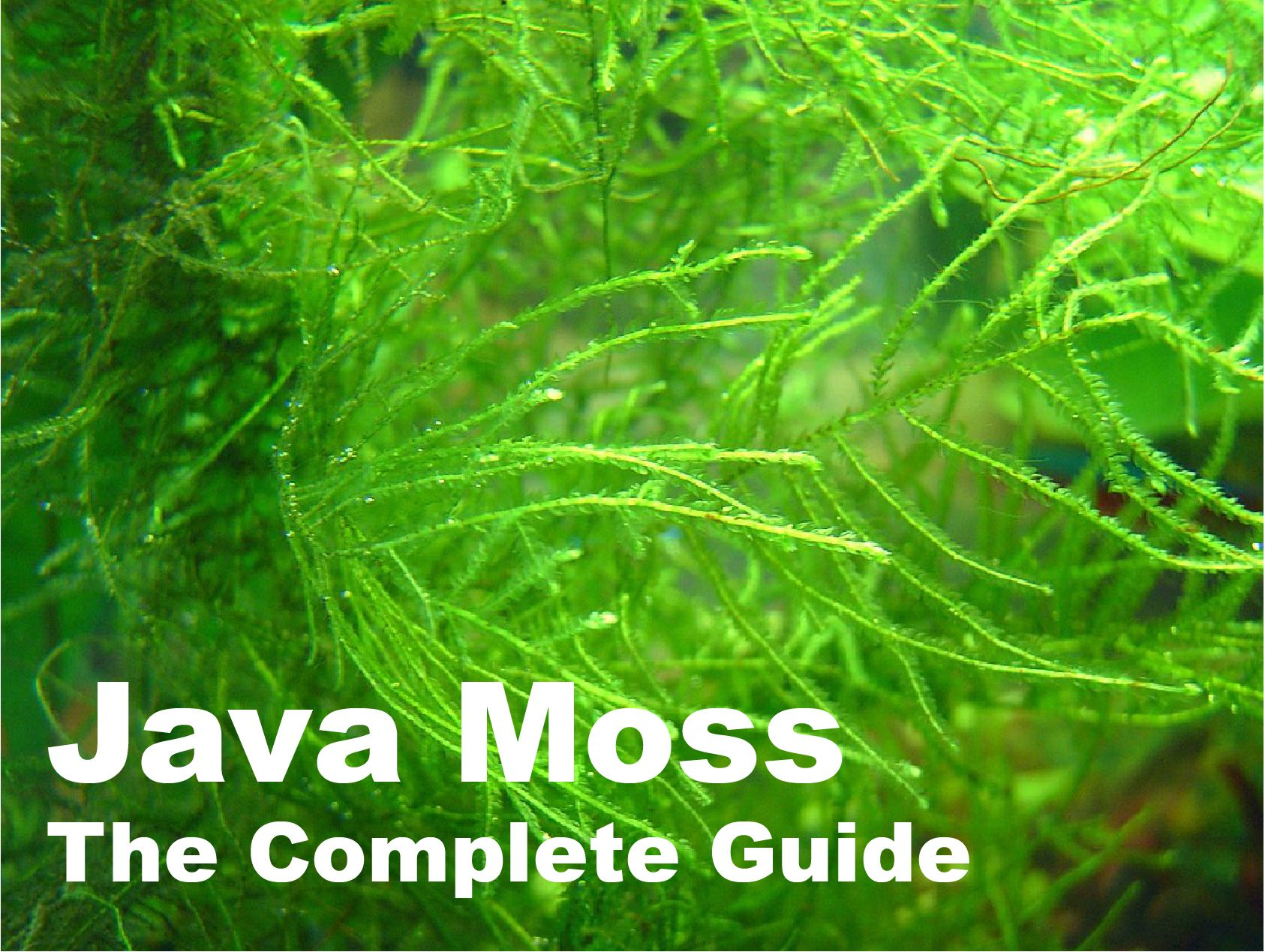 Java Moss (Vesicularia Dubyana) 4oz Portion Cup (by volume-not