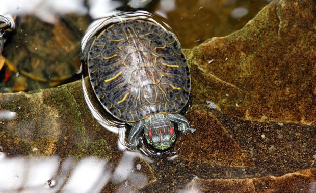 7 Best Turtle Tank Filters: The Ultimate Buyer’s Review Guide