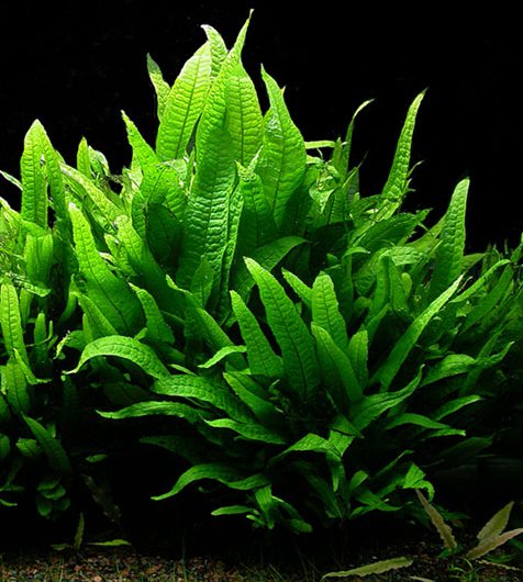 java fern