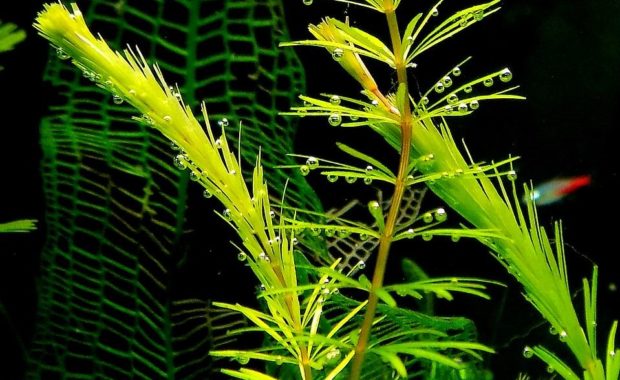 Hornwort (Anthocerotophyta): The Ultimate Care & Maintenance Guide