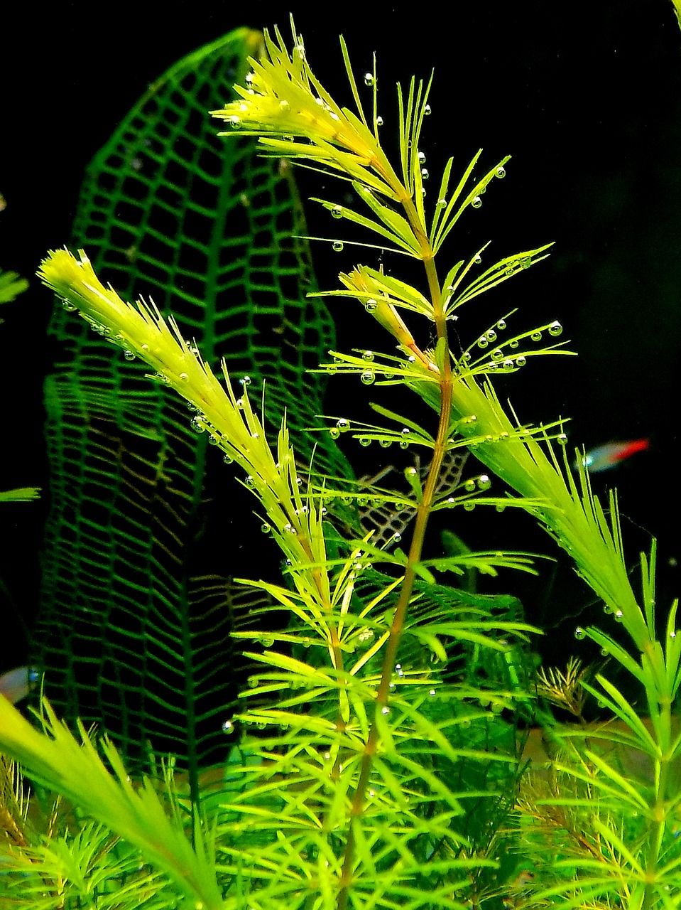 hornwort